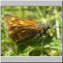 Ochlodes sylvanus - Rostfarbiger Dickkopf w04.jpg